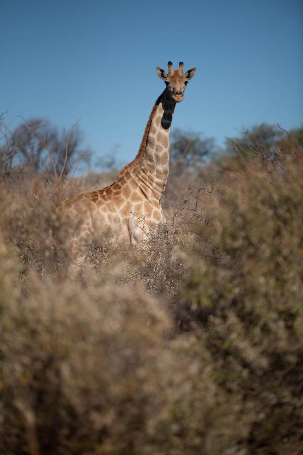 Morakane Safari Lodge Vryburg Экстерьер фото